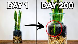 I Put A Snake Plant In Water For 365 Days, This Happened
