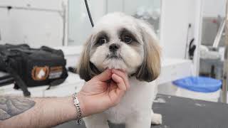 Head Trim on a Shih Tzu