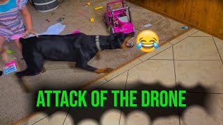 Dog attacks Drone :O