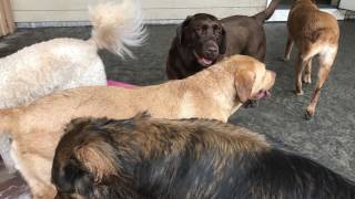 Fast Friends Doggy Daycare July 19, 2017