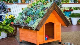 DIY Living Roof Dog House - Home & Family