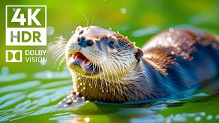 THE PULSE OF THE EARTH 4K HDR | with Cinematic Sound (Colorful Animal Life)