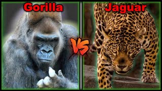 GORILLA vs JAGUAR - Who Would Win in a Fight?