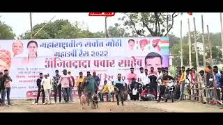 🔥jr.vip vs paksha ज्यू. व्ही आय पी वि. पक्षा(win)🔥greyhound racing #youtube #greyhounds #shorts #win