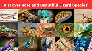 Discover Rare and Beautiful Lizard Species! | Lizards types