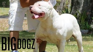 Frozen - The 130lbs ‘Polar Bear’ Pitbull | BIG DOGZ