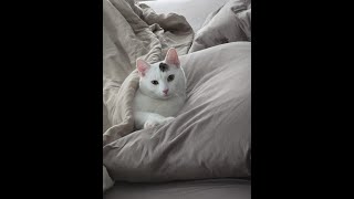 Cat Energy Is Different Today… LIVE 😼