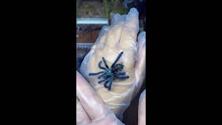 Candice C Smith Live Stream