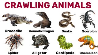 20 Crawling Animals & Reptiles in English | Dangerous & Creepy Creatures Vocabulary