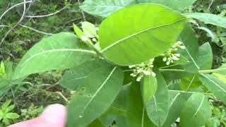 Common milkweed (Asclepias syriaca)