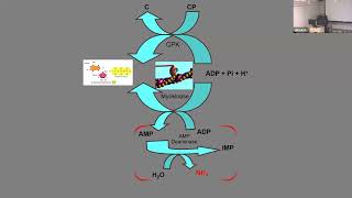 From Microcosm to Macrocosm, from Sportomics to Translational Medicine