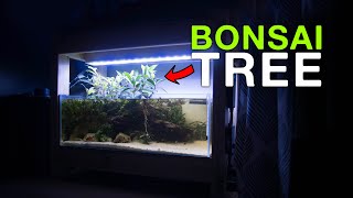 I PUT A REAL BONSAI TREE IN MY AQUARIUM
