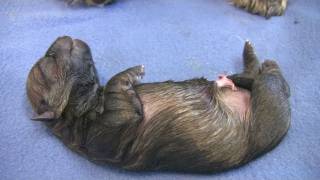 Cairn Terrier's 4th Puppy Birth (in HD)