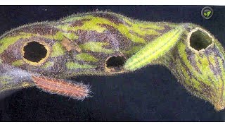 ತೊಗರಿಯ ಕೀಟ-ಪೀಡೆಗಳು & ಹೆಲಿಕೊವರ್ಪ | Insect - Pests And Helicoverpa in Pigeon Pea