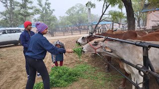 Pinjrapole Goshala, Sanganer, Jaipur :  Serving Nourishing Meals to Cows & Birds | Team SID 29-12-24