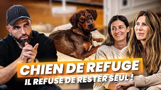 HELP! We just got a shelter dog! 😰 Doberman Cross - One Coffee and It's Settled Ep 14