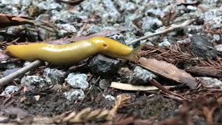 Happy Banana Slug!