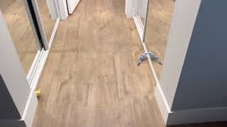 Pet parrakeet