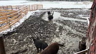 How We Keep Predators Away At Freedom Farms (Upstate New York)