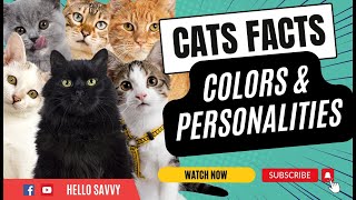 Cat Colors and Their Meanings! What Your Cat's Color Says About Them