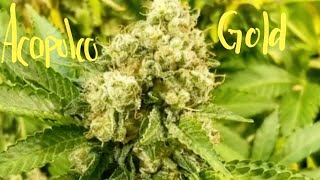 Organic Cannabis Harvest ACAPULCO GOLD