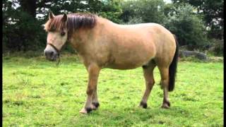 petit poney officiel clip