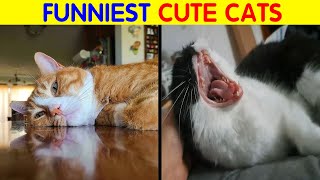 50 Pictures Of Cats Who Don't Have A Single Thought In Their Heads _ Funny Cat