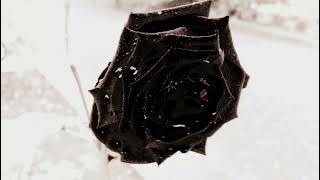 Zealous Zenith ( Witch House Mix )