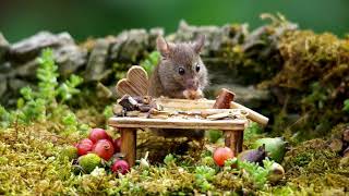 George the Mouse in a Log pile House - mixed videos of the village mice
