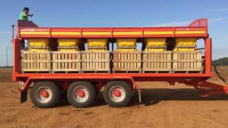 Larrington Guardian Box Loader Trailer loading Sweet Potatoes