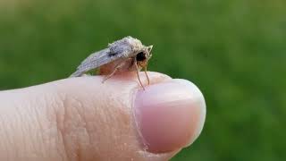moth playing with its proboscis