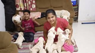 lebra dog puppy ke shath komal joshi or swastik joshi ki full masti || komal joshi vlogs