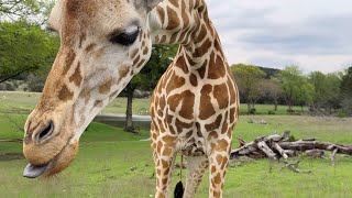 Feeding Giraffes - Fossil Rim Safari, Texas USA [4K]