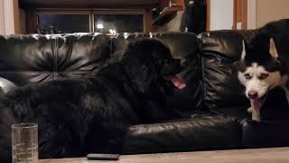Newfoundland and Siberian Husky (Ziggy and Storm) Playing