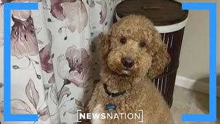 Daring chopper rescue saves dog from New York river | Jesse Weber Live