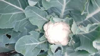 IndiaGro Bhuastra Super+Gro Magic Advance+Olif Super16+Mi Spray Plus का जबरजस्त फूलगोभी में रिजल्ट