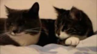 Re: Cat Talking, Translation