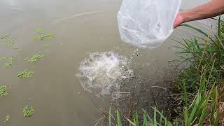 Nagbuhi Me Ug Tilapia Sa Gamay Na Ponding