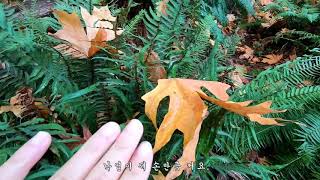 [산책 로그] 우리 산책해요! /Taking a walk in the Pacific Spirit Regional Park in Vancouver