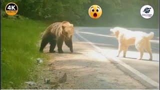 55 Craziest Bear Encounters Gone Wrong – Brave Dogs to the Rescue! | Caught on Camera #1