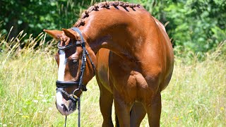 2019 Don Olymbrio x Don Shuffro imported gelding