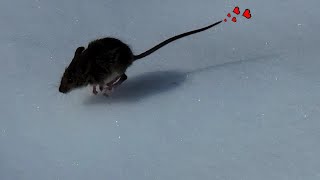catch & release 🐀 winter wonderland