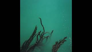 Tarentel - Fear of Bridges - 03 Untitled 3