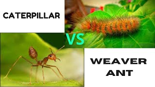 Caterpillar Vs weaver ant|life of ants|battle of insect|insect documentary|insect fight|ant colony