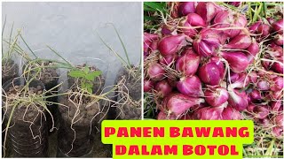The Fun of Harvesting Shallots at Home |Harvesting Onions in Bottles and Sacks Planting Without Land