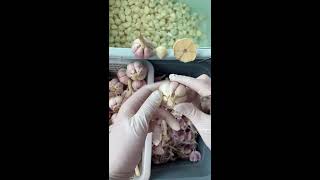 Misener Merrigan Live Stream