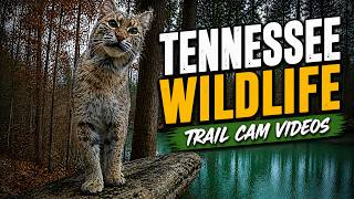 What happens in the wilderness when nothing but a trail camera is around? #trailcam #nature  #wild