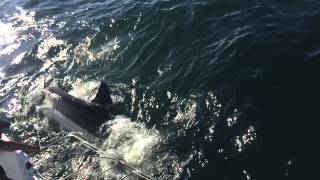 Great White attacks cage by mistake