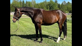 Ferrero : 2yo hunter prospect for sale - amateur friendly