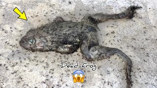 Dead Frogs | Frog eating | Pixie frog | Pacman frog | Horned frog | Frog time 🐸 |